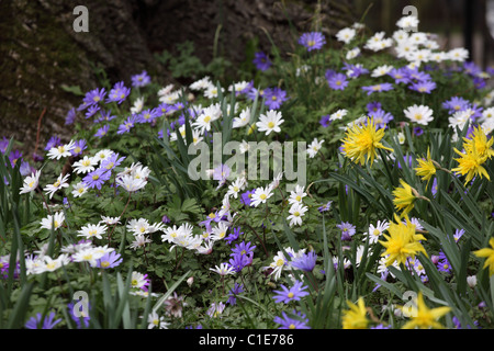 Bule & White Anemone Appennina & Daffodils fioritura in un giardino di primavera confine, Inghilterra, Regno Unito Foto Stock