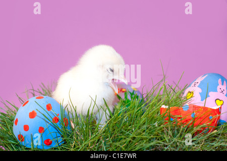 Giallo pulcino di Pasqua con il suo becco aperto, nell'erba con colorati dipinti a mano le uova di Pasqua, contro lo sfondo viola Foto Stock