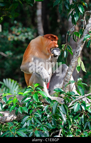 Labuk Bay proboscide Monkey Santuario Conservation Centre Sandakan Sabah Malaysian Borneo malaysia Foto Stock