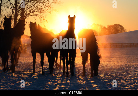 Sagome di cavalli in un paddock di sunrise, Goerlsdorf, Germania Foto Stock