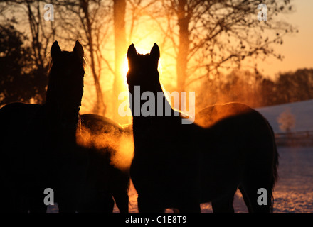 Sagome di cavalli in un paddock di sunrise, Goerlsdorf, Germania Foto Stock