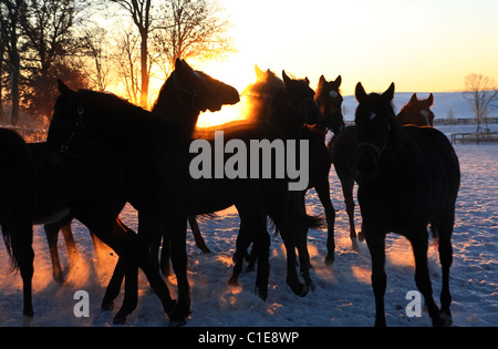 Sagome di cavalli a sunrise, Goerlsdorf, Germania Foto Stock