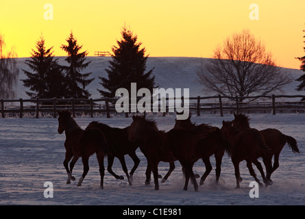 Sagome di cavalli in un paddock all'alba, Goerlsdorf, Germania Foto Stock