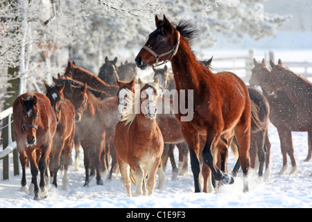 I cavalli in un paddock in inverno, Graditz, Germania Foto Stock