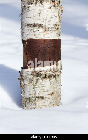 La Betulla tronco di albero nella neve. Primo piano. Foto Stock