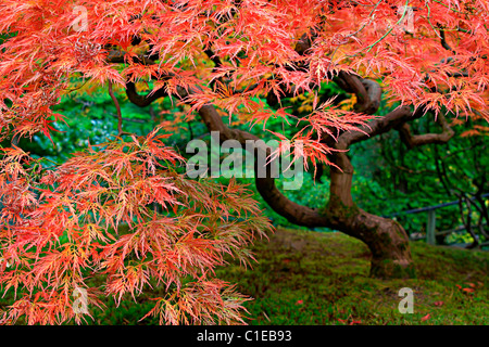 Giapponese vecchio laccio rosso foglie di acero in autunno 2 Foto Stock