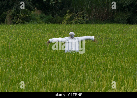 Spaventare crow campi di riso in India la canna da zucchero agricoltura Agricoltura Foto Stock