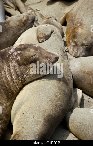 Northern foche elefanti a prendere il sole, PIEDRAS BLANCAS, Central costa della California , Stati Uniti d'America. Foto Stock