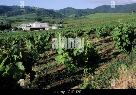 Australia, Nuovo Galles del Sud, la Hunter Valley, a nord di Sydney, una cinquantina di vigneti della valle di produrre vini pregiati Foto Stock