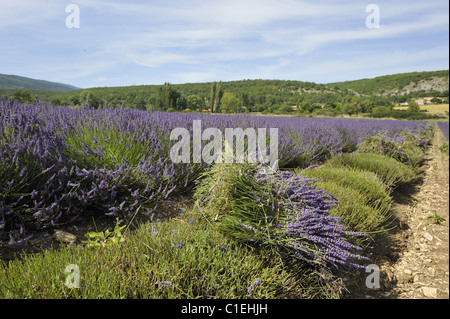 Lavanda (Lavandula sp) mazzi di fiori - area di Sault - Provence - France Foto Stock