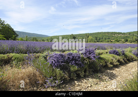 Lavanda (Lavandula sp) mazzi di fiori - area di Sault - Provence - France Foto Stock