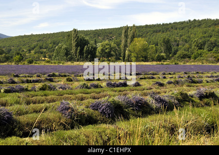 Lavanda (Lavandula sp) mazzi di fiori - area di Sault - Provence - France Foto Stock