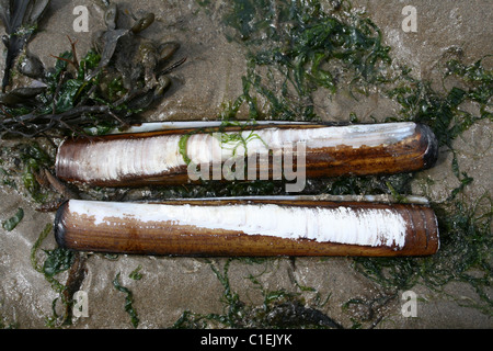 Due Pod Gusci di rasoio Ensis siliqua sulla spiaggia di New Brighton, Wirral, Merseyside, Regno Unito Foto Stock