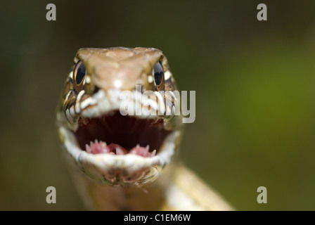 Montpelier snake (Malpolon monspessulanum) Foto Stock