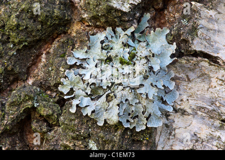 Scudo lichen, Clairmont sulcata, crescente sulla betulla, Sheffield South Yorkshire Foto Stock