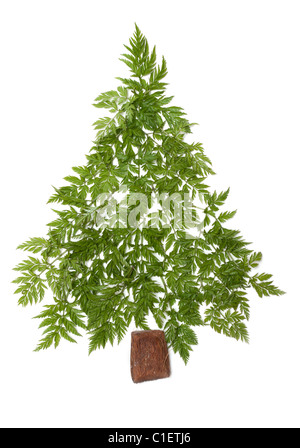 Decorativo abete di Natale da erba verde messo su sfondo bianco Foto Stock