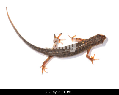 Comune o liscia Newt Triturus vulgaris intaglio Foto Stock