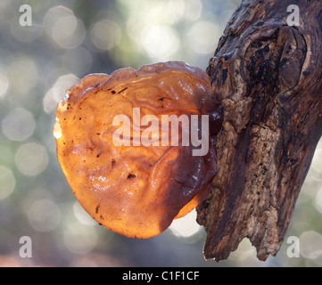 Jelly orecchio funghi che crescono sul ramo Foto Stock