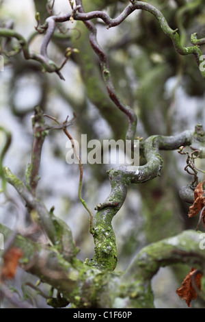 Corylus avellana contorta curly rami albero Foto Stock