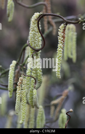 Corylus avellana contorta curly rami albero Foto Stock