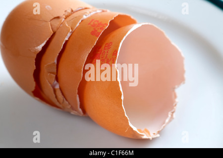 Rotture di uovo di pollo conchiglie sulla piastra Foto Stock