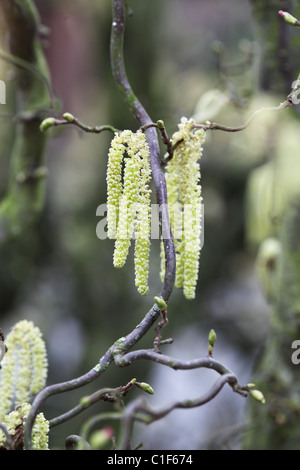 Corylus avellana contorta curly rami albero Foto Stock