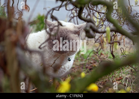 Gatto persiano gattino corylus avellana contorta Foto Stock