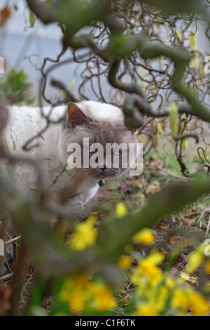 Gatto persiano gattino corylus avellana contorta Foto Stock