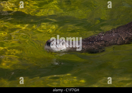 Una Lontra di fiume nordamericana di nuoto. Foto Stock