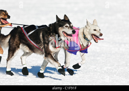 Musher Lachlan Clarke's portare cani competere nel trentanovesimo sentiero Iditarod Sled Dog Race sul lungo lago dopo il salice Lago di riavviare Foto Stock