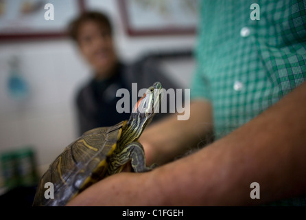 Un uomo gioca con la sua tartaruga in un ospedale di Pet in Condesa, Città del Messico, Messico, 23 febbraio 2011. Foto Stock