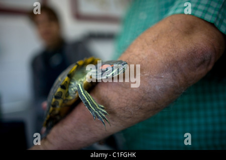 Un uomo gioca con la sua tartaruga in un ospedale di Pet in Condesa, Città del Messico, Messico, 23 febbraio 2011. Foto Stock