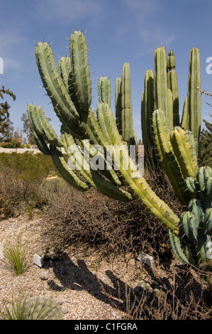 Myrtillocactus Geometrizans (mirtillo Cactus, Whortleberry Cactus o Blu Candela / Garambullo) ad unam il giardino botanico. Foto Stock