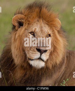 Ritratto grande maschio lion Masai Mara Game Reserve Kenya Foto Stock