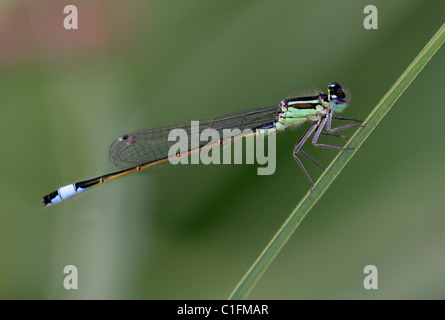 Femmina Blu-tailed Damselfly, Ischnura elegans, Coenagrionidae, odonati. Typica forma. Foto Stock