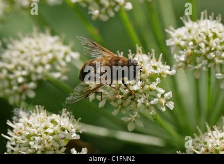 Honeybee femmina Mimic, Dronefly o Hoverfly, pertinax Eristalis, Diptera. Alimentazione su Hemlock Dropwort acqua di fiori. Foto Stock