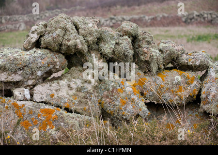 Parete di granito o 'recinto" pesantemente ricoperta di licheni in umpolluted aria del West Cornwall. Land's End. Foto Stock