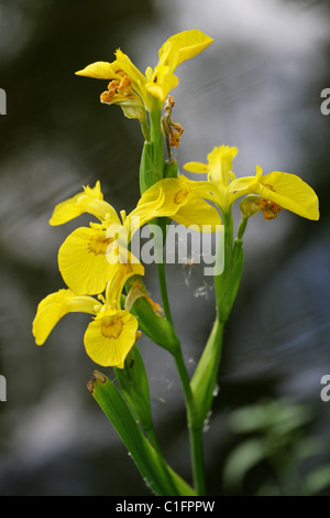 Bandiera gialla o Iris, Iris pseudacorus, Iridaceae Foto Stock