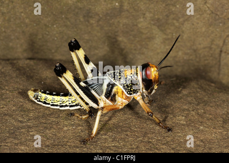 Desert Locust ninfa - Schistocerca gregaria Foto Stock