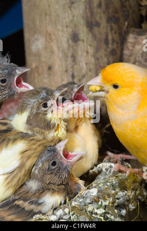 (Canarie Serinus canaria), alimentazione di 15 pulcini di un giorno, ancora nel nido. Voliera degli uccelli. Foto Stock