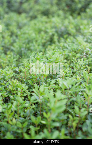 Foglio verde del cowberry senza frutta Foto Stock