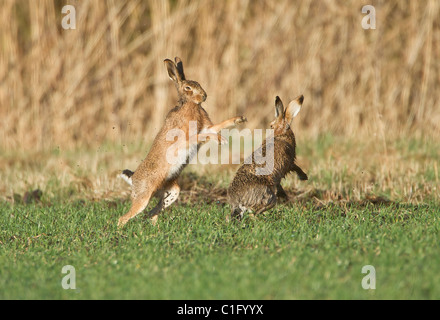 Due Brown lepre Lepus capensis boxe nel campo in Oxfordshire UK in inizio di mattina di sole durante febbraio Foto Stock