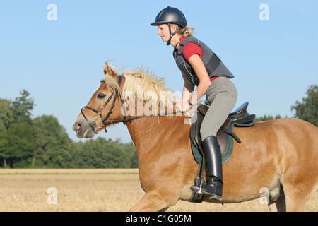 Giovane atleta che indossa il casco e Pettorina protettiva sul retro del suo cavallo Haflinger al galoppo in un campo di stoppie Foto Stock