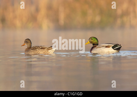 Coppia di germano reale (Anas platyrhynchos) nuoto, autunno, Yorkshire, Regno Unito Foto Stock