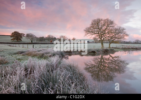 Condizioni di ghiaccio all'alba accanto ad un laghetto in campagna, Morchard Road, Devon, Inghilterra. Inverno (novembre 2010). Foto Stock