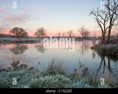 Alberi accanto ancora un lago per la pesca su un gelido mattino, Morchard Road, Devon, Inghilterra. Inverno (novembre 2010). Foto Stock
