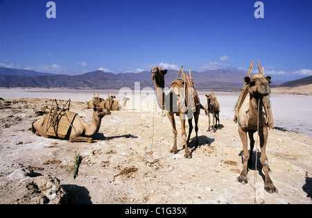 Repubblica di Gibuti, il lago Assal, sale caravan Foto Stock