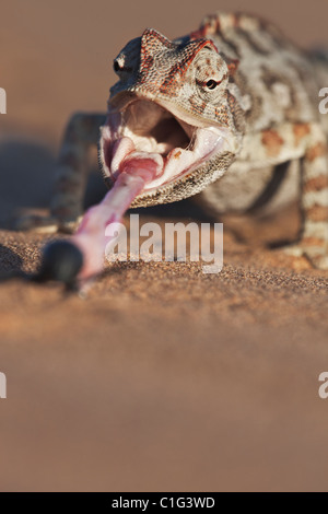 Namaqua Chameleon (Chamaeleo namaquensis) il cui habitat sono costituiti da aree di sabbia del deserto del Namib Foto Stock