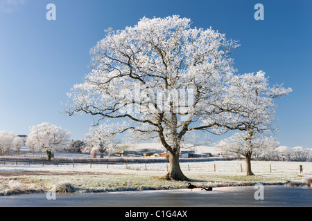 Trasformata per forte gradiente frosted tree sulle rive di un lago ghiacciato, Morchard Road, Devon, Inghilterra. Inverno (dicembre 2010). Foto Stock