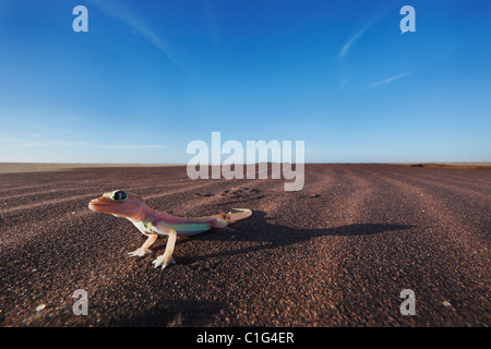 Web-footed Gecko (Palmatogecko blocchi rangei) trovato in costiera deserto del Namib Namibia Foto Stock